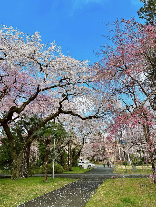 櫻舞東北大，詩韻滿青山