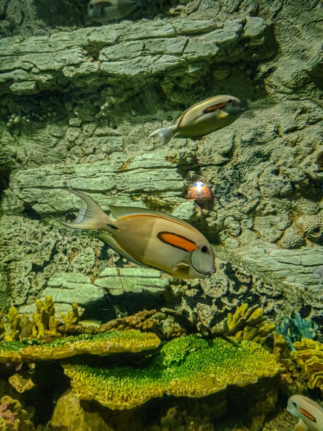 灞橋海洋公園｜體驗絲綢之路上的海洋世界