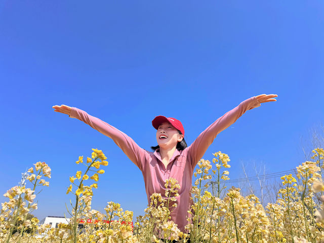 上海｜免費的油菜花也太好看了