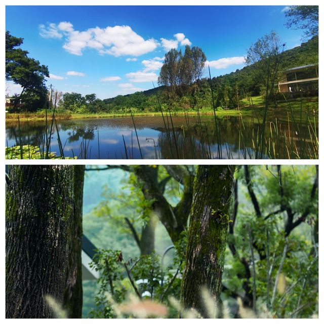 蕪湖親子遊｜挖竹筍泡私湯！