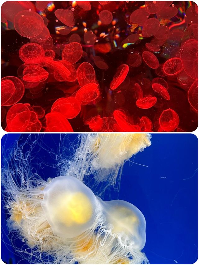 桃園Xpark水族館探秘攻略！親子遊玩好去處，美食購物兩不誤