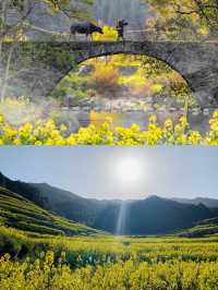 婺源賞油菜花‖打卡避坑攻略