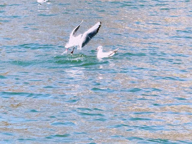 春日奇遇記 | 太原汾河公園的海鷗盛宴