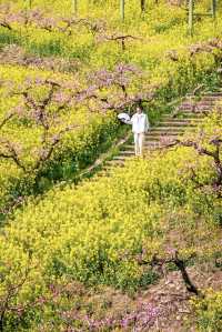 冇去婺源人逼人，湖州都可以上春山