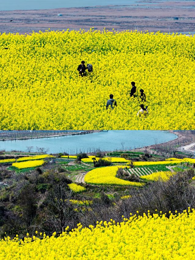 台州油菜花賞花攻略‖打卡避雷攻略