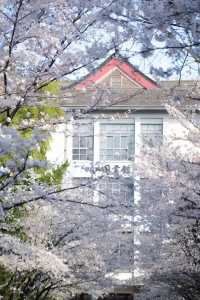 南京雞鳴寺春季賞櫻花攻略