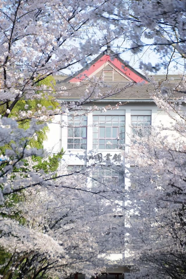 南京雞鳴寺春季賞櫻花攻略