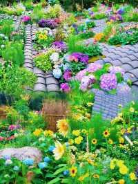 勇闖綠野仙蹤仙湖植物園