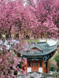 昆明庾園，我今年見過最震撼的海棠花