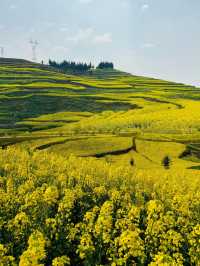 被《中國國家地理》稱為「地球上最壯觀的油菜花海」