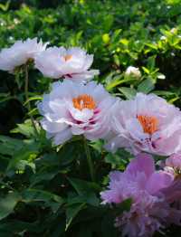 花開時節再逢君！