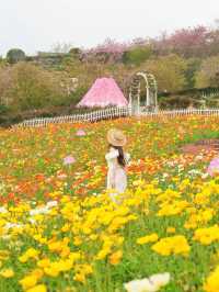 ⋆ ˚sukura୨୧˚櫻花會過期照片不會～