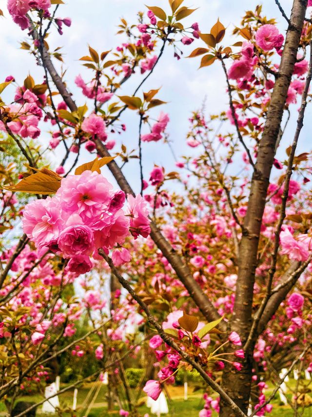觀山湖公園 | 邂逅城市綠肺,開啟一場治癒的吸氧之旅 觀山湖公園 | 邂逅城市綠肺,開啟一場治癒的吸氧之旅