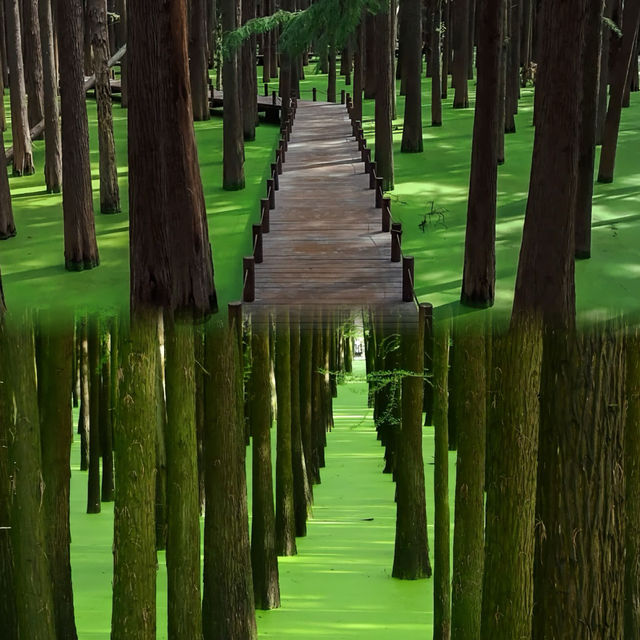 如果你來杭州，我不會讓你去青山湖