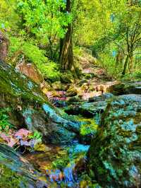 吸氧寶藏地！在天目山沉浸式感受自然靈氣