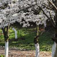 貴陽馬廠營山體公園｜你不知道的秘密賞櫻地🌸