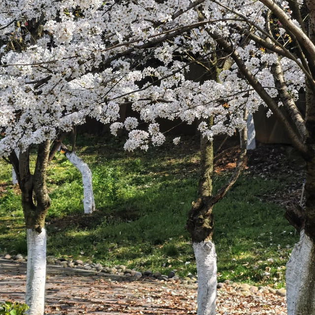 貴陽馬廠營山體公園｜你不知道的秘密賞櫻地🌸