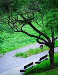 深圳大沙河公園漫遊指南｜都市綠肺裡的全齡段治癒之旅