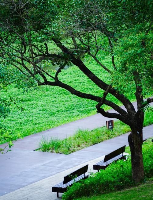 深圳大沙河公園漫遊指南｜都市綠肺裡的全齡段治癒之旅