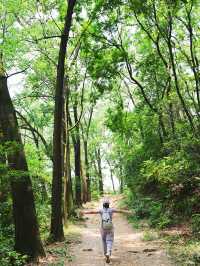 白雲山又新增行山好去處六榕小徑