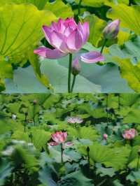 南寧西鄉塘賞荷記：一池清夢，枕畔繁華