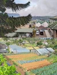 一帖搞掂！！努沃勒埃利耶玩樂、住宿超實用指南！
