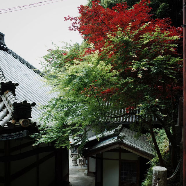 大阪秘境｜藏在生駒山的治癒系古寺，99%遊客都不知道！✨ 