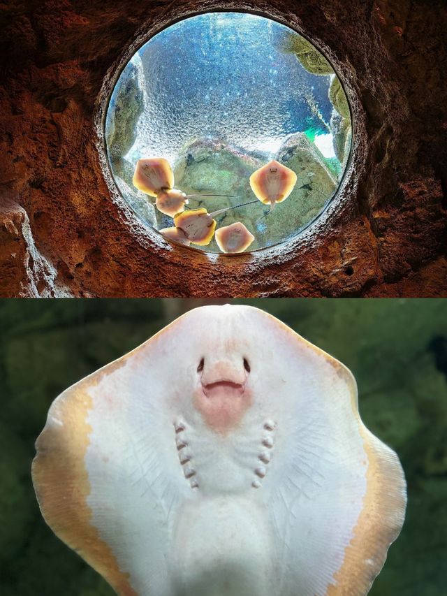 唔好再猶豫啦！快啲出發去珠海長隆海洋王國感受超治癒瞬間！