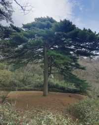 登頂黃山保姆級攻略｜奇松雲海全打包