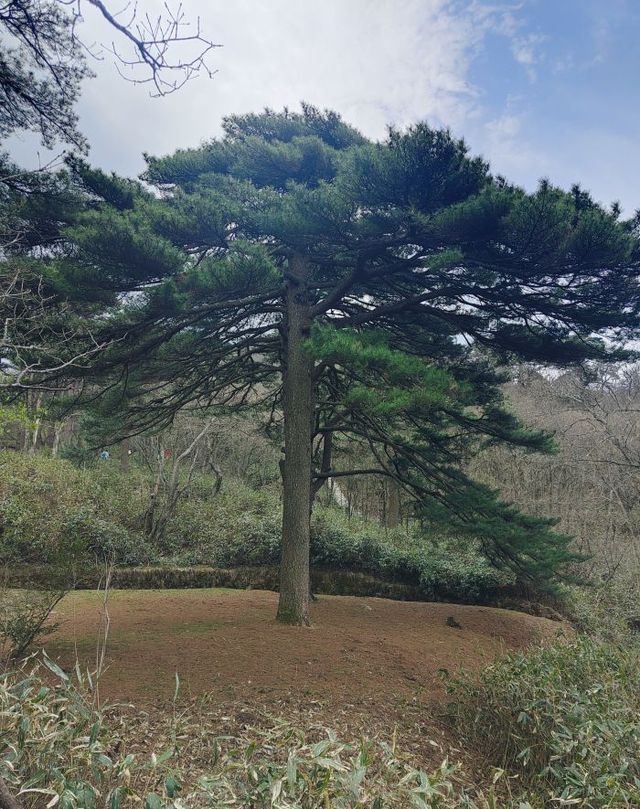 登頂黃山保姆級攻略｜奇松雲海全打包