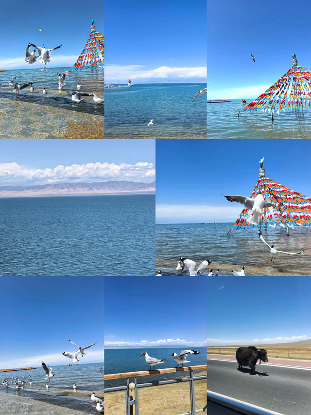青海湖遊玩全攻略，新手都能輕鬆玩轉！