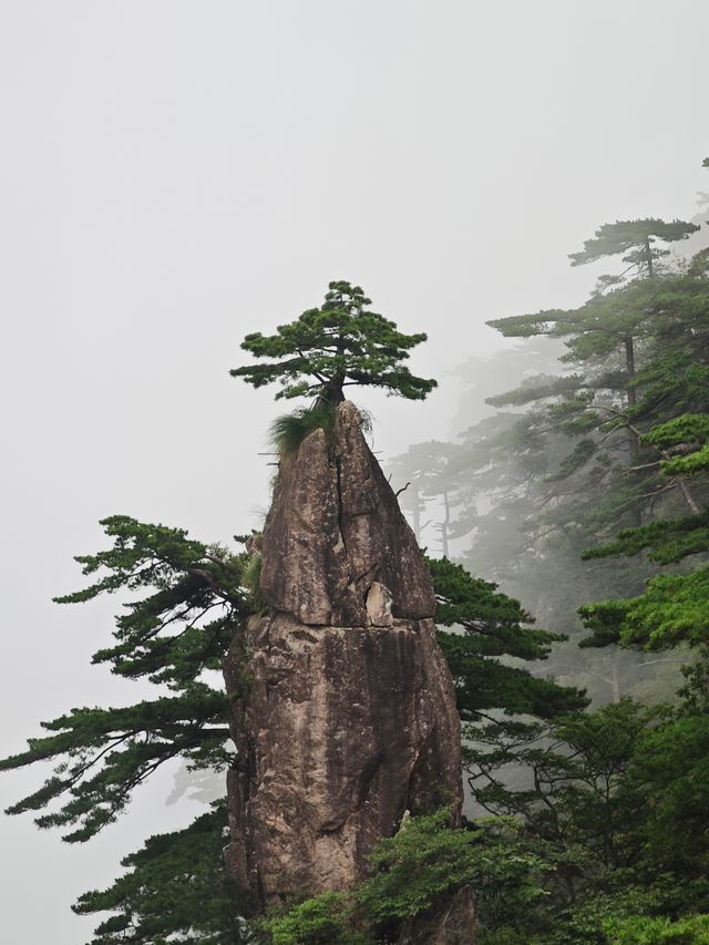 黃山「避雨」實錄：暴雨預警下的驚喜晴日與雲海奇觀