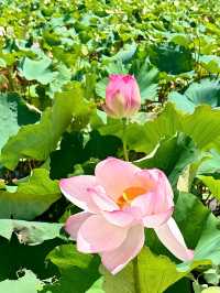 蕪湖夏日限定：荷花咖啡與市中心度假