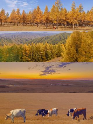 The Sumu Mountain fir forest, a hidden gem known only to locals, has already transformed into autumn colors.
Instead of waiting for autumn to arrive, why not proactively seek out its beauty? 🍂