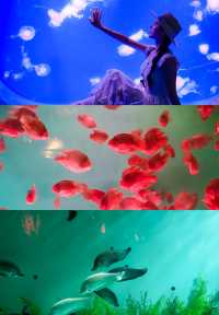 海底樂園必打卡親子最愛夢幻海洋館攻略