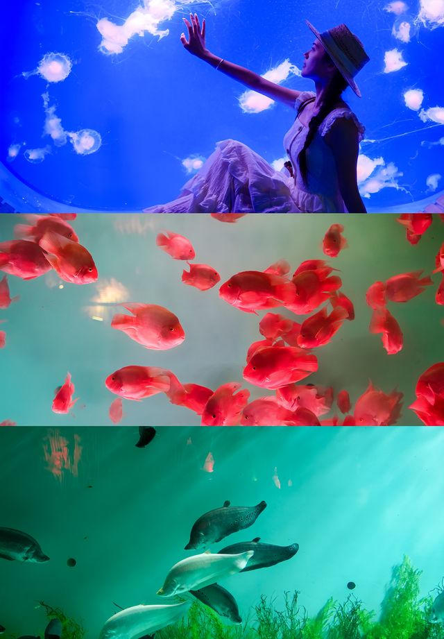海底樂園必打卡親子最愛夢幻海洋館攻略