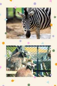 臨沂動植物園：藏在城央的自然秘境   當沂沭河畔的微風掠過竹林，大熊貓銀柯正捧著竹筍悠閒進食；猛獸區