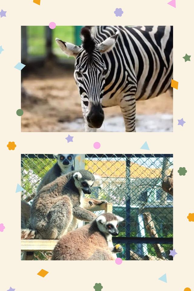臨沂動植物園：藏在城央的自然秘境   當沂沭河畔的微風掠過竹林，大熊貓銀柯正捧著竹筍悠閒進食；猛獸區