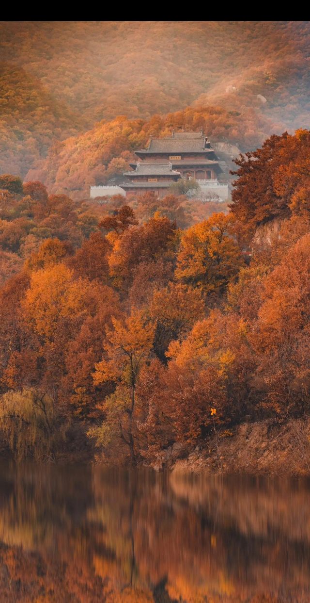 金色童話·禪意靜心｜來嵩山少林遇見最美金秋