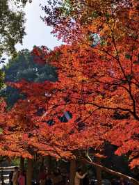 長沙烈士公園｜秋天最像油畫的地方！！ 真的要淪陷在烈士公園的秋天裡了！！ 年嘉湖邊的楓葉從綠漸變到