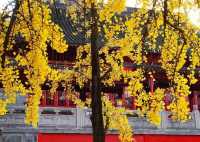 藏在鬧市的百年古寺，毗盧寺的寧靜與厚重，遠比想像中更動人