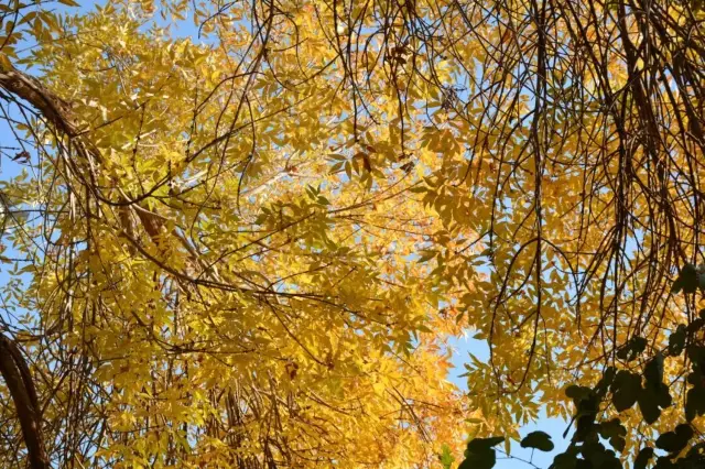 庫木塔格沙漠，秋色浪漫如畫