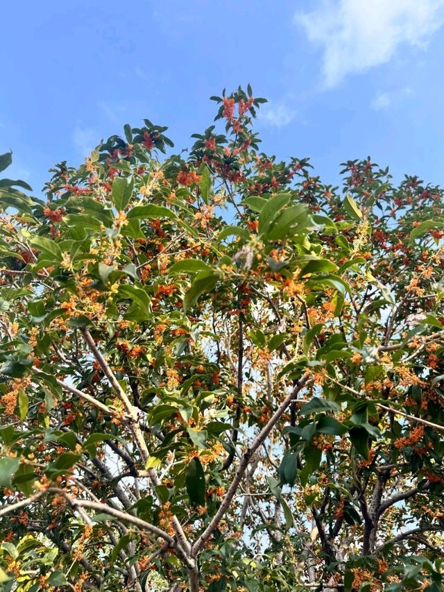 金秋🍂赏桂最佳去处公 金秋🍂赏桂最佳去处公