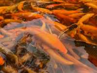 人在旅途、溫州