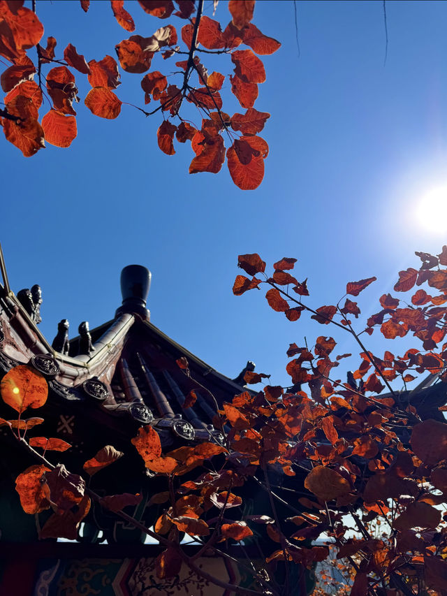 11月博山九龍峪遊玩攻略：萬畝紅葉+網紅玩法，承包秋日浪漫