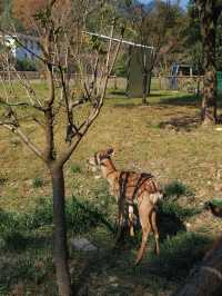 上海杭州周邊｜不在奈良，在諸暨