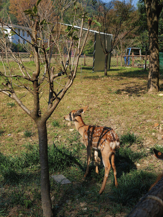 上海杭州周邊｜不在奈良，在諸暨