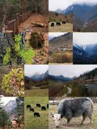 九寨溝的秋與冬丨調色盤打翻在人間的童話世界