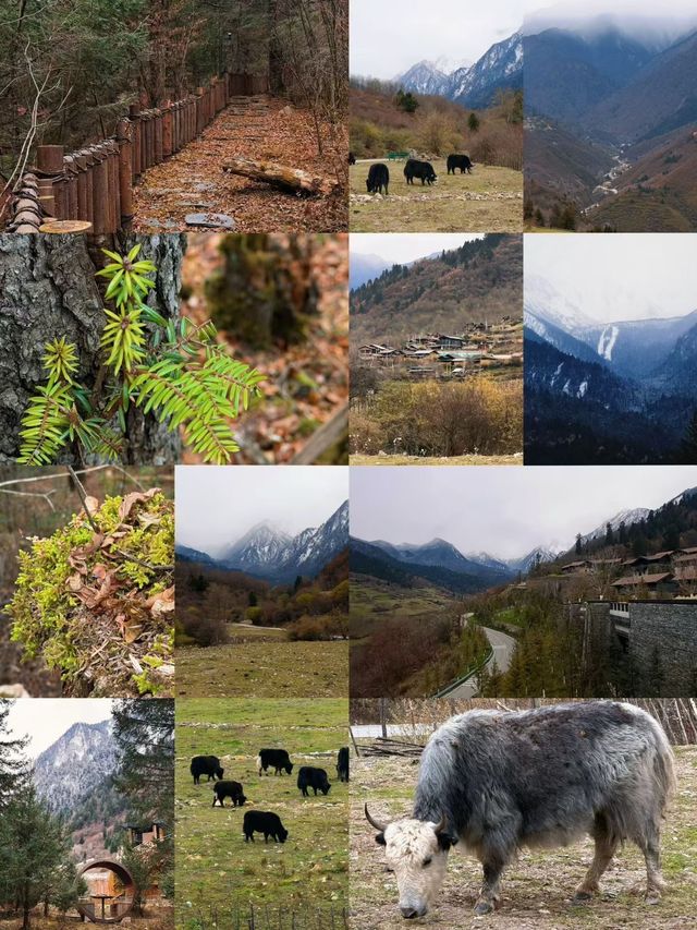 九寨溝的秋與冬丨調色盤打翻在人間的童話世界