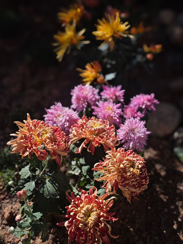 在婺源的冬日裡，遇見一家能曬陽玩陶的治癒民宿｜近弦高古城3公